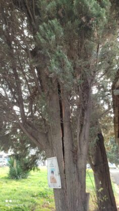 Опасно дърво