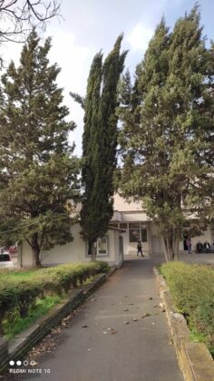 Опасно дърво