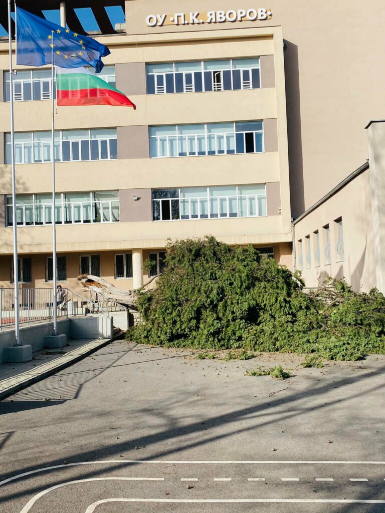 Паднало дърво