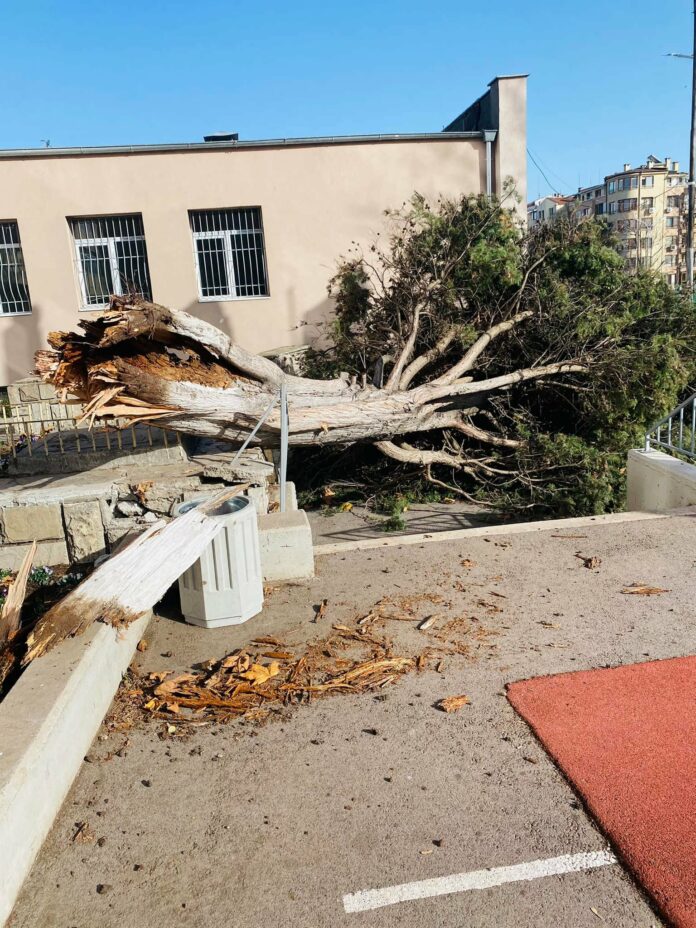 Паднало дърво в ОУ "Пейо Крачолов Яворов" в Бургас