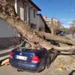 Паднало дърво върху кола