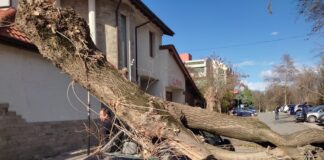 Паднало дърво върху кола