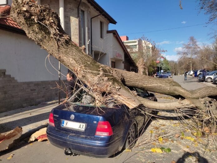Паднало дърво върху кола