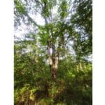 Вековен цер