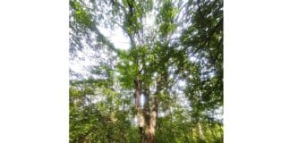 Вековен цер