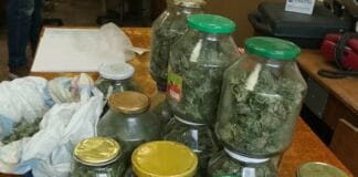 Марихуана в Самоковско