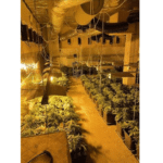 Наркооранжерия