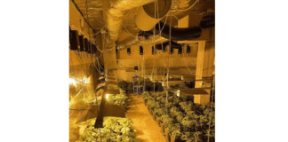 Наркооранжерия