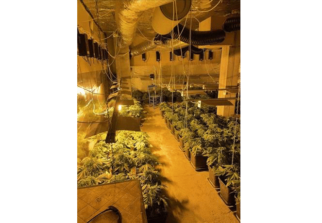 Наркооранжерия