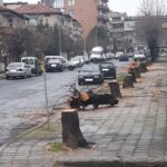 Орязани дървета в Царево