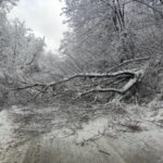 Паднало дърво