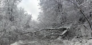 Паднало дърво