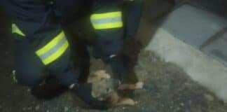 Пожарникари спасиха куче