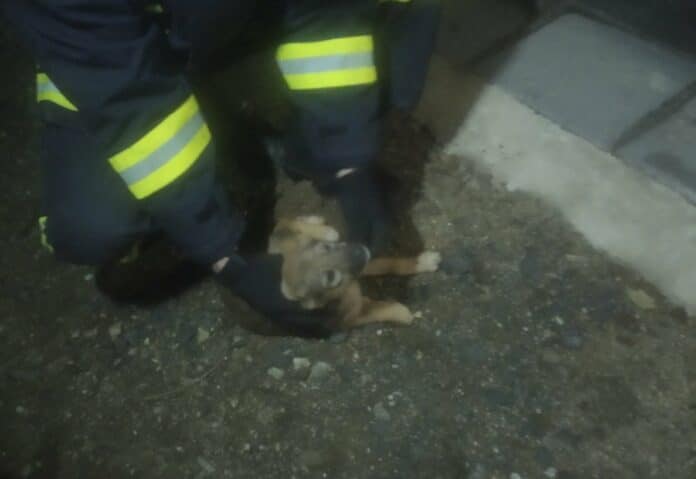 Пожарникари спасиха куче