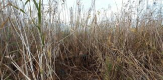 Резерват "Сребърна"