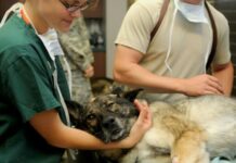 Ветеринарен лекар