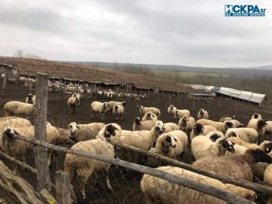 Овце в спорния имот