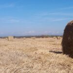 Бали със сено