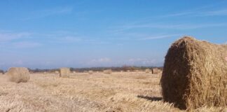 Бали със сено
