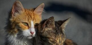 Бездомни котки