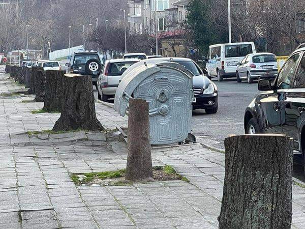 Отсечени дървета