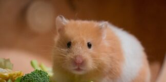 Хамстер