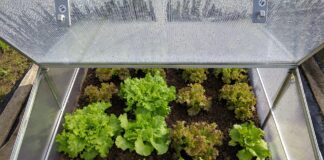 Мини оранжерия