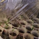 Наркооранжерия в Долно Линево