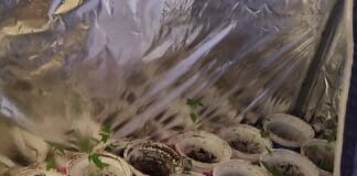 Наркооранжерия в Долно Линево