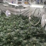 Оранжерия за отглеждане на марихуана в София