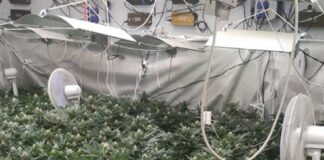 Оранжерия за отглеждане на марихуана в София