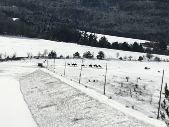 Задържани при акция срещу незаконния добив на дървесина