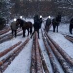 Задържани при акция срещу незаконния добив на дървесина
