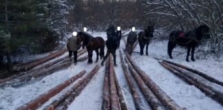 Задържани при акция срещу незаконния добив на дървесина