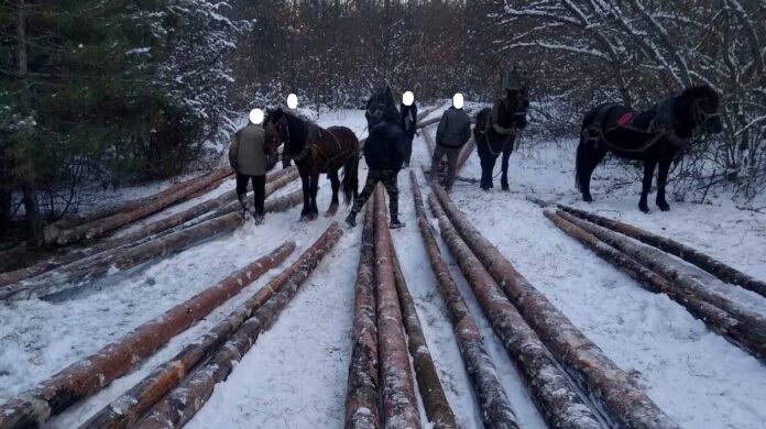 Задържани при акция срещу незаконния добив на дървесина