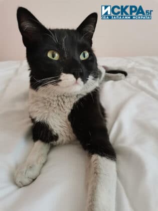 Пострадалият котарак Лео