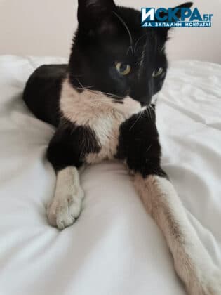 Пострадалият котарак Лео