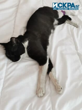 Пострадалият котарак Лео