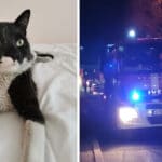 Пострадала котка