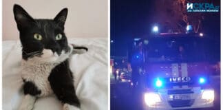 Пострадала котка