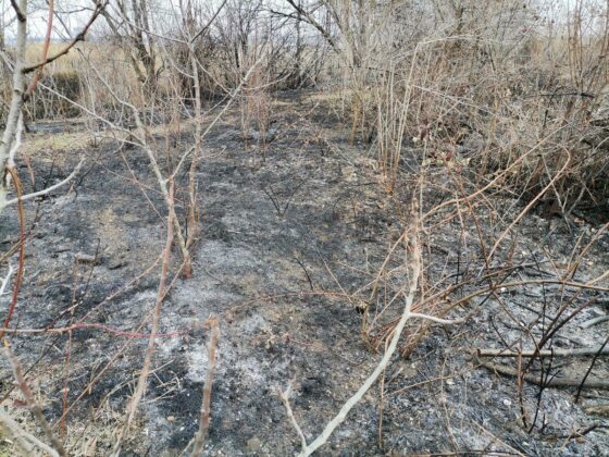 Част от изгорелите площи