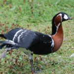 Червеногуша гъска