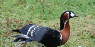 Червеногуша гъска