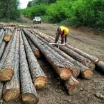 Дървесина в гора