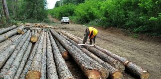 Дървесина в гора