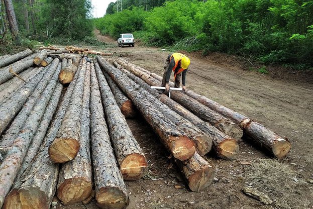 Работим за прецизно планиране и баланс между добива на дървесина