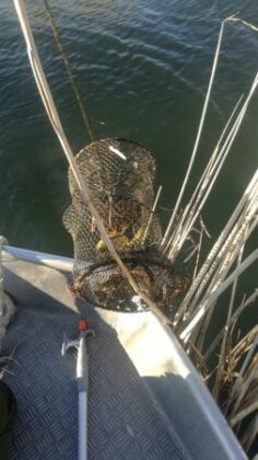 Акция на ИАРА