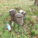 Изсечени дървета