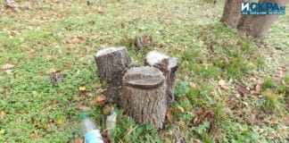 Изсечени дървета