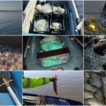 Множество успешни акции срещу бракониери